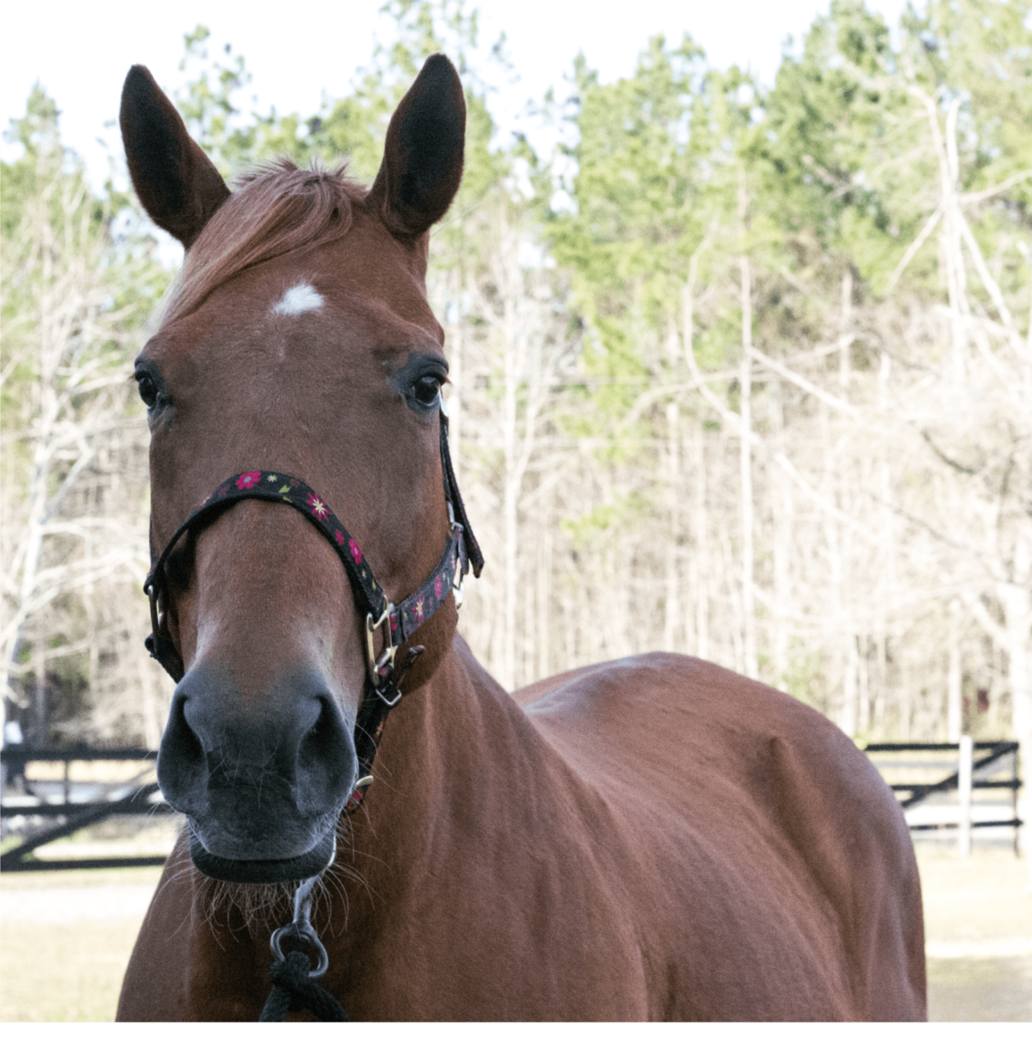 Photo of Belle, a horse at Faith Equestrian Therapeutic Center
