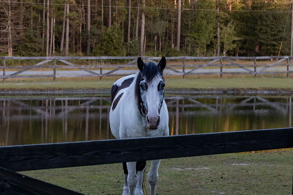 Boots & BBQ Highlight Photo