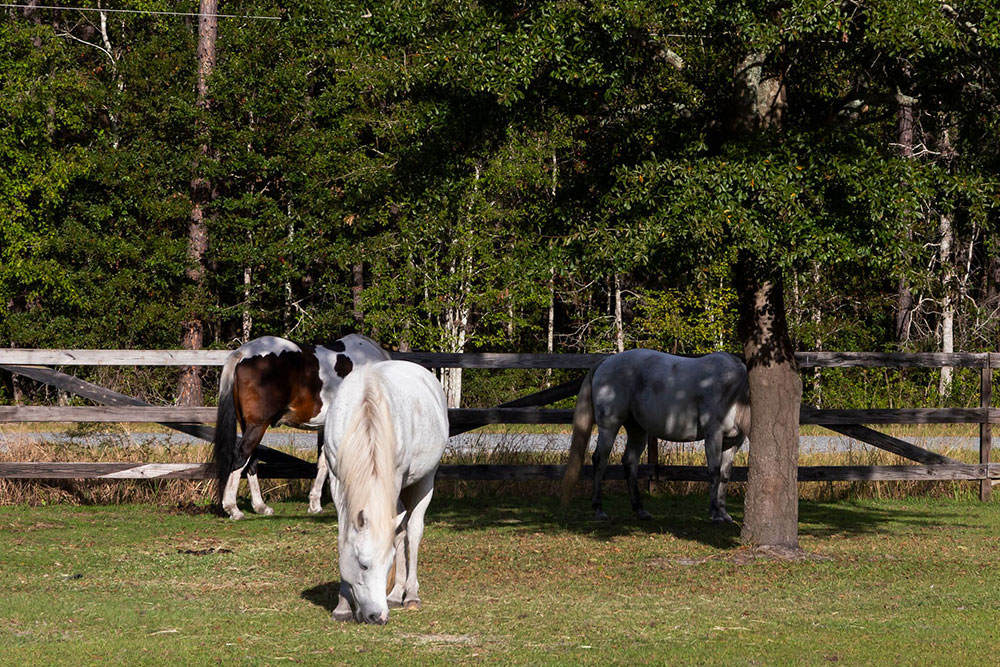Boots & BBQ Highlight Photo
