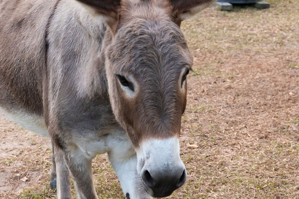 Boots & BBQ Highlight Photo
