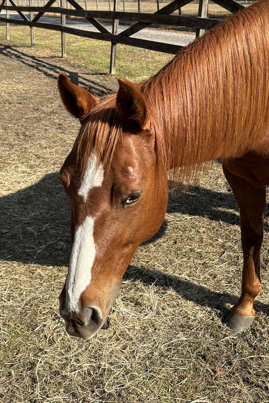 Photo of Annie, a horse at Faith Equestrian Therapeutic Center