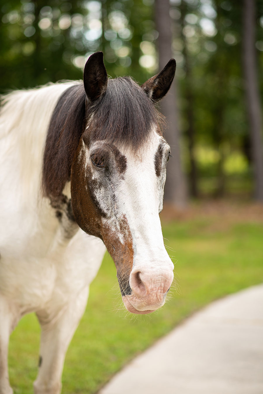 Photo of Apache, a horse at Faith Equestrian Therapeutic Center