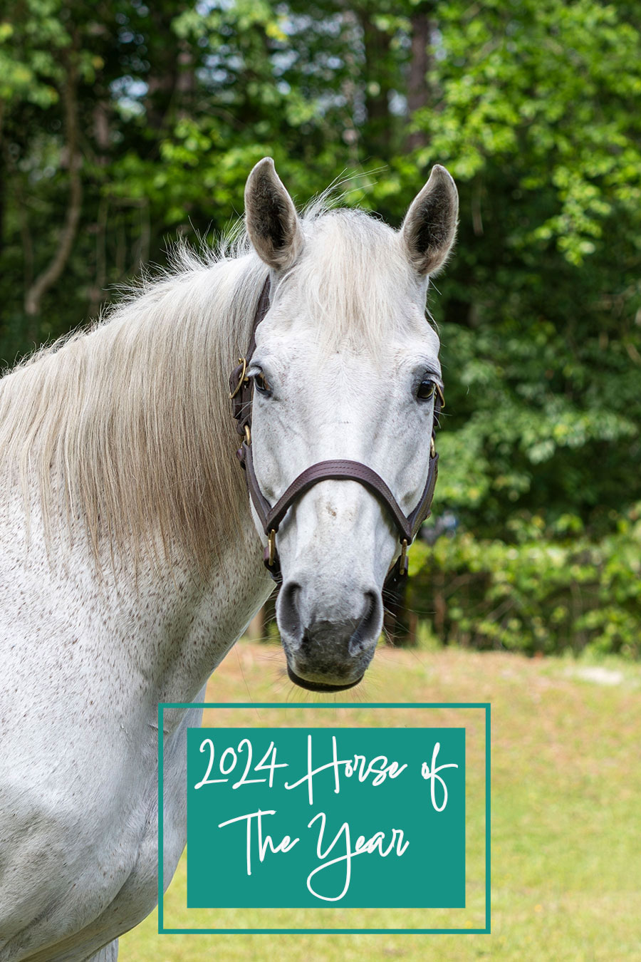 Photo of Chloe - 2024 Horse of the Year, a horse at Faith Equestrian Therapeutic Center