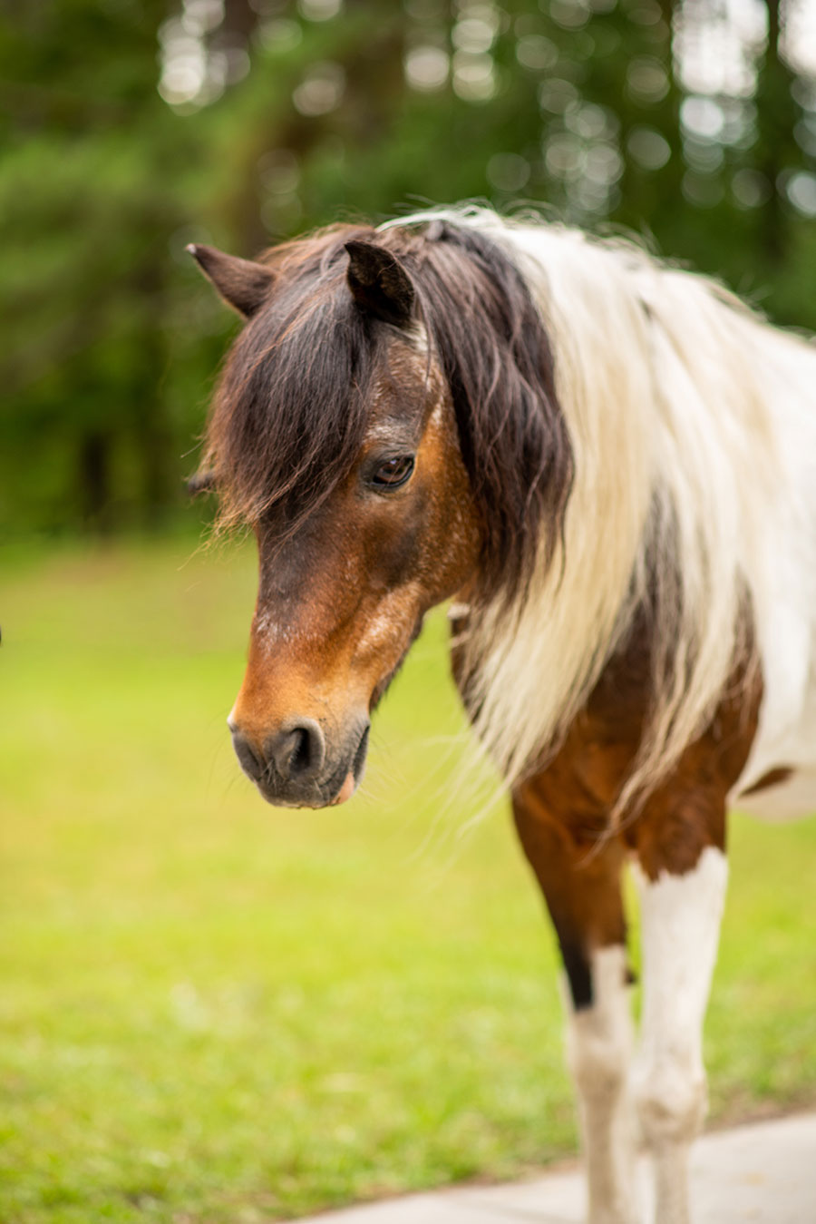 Photo of Cody, a horse at Faith Equestrian Therapeutic Center