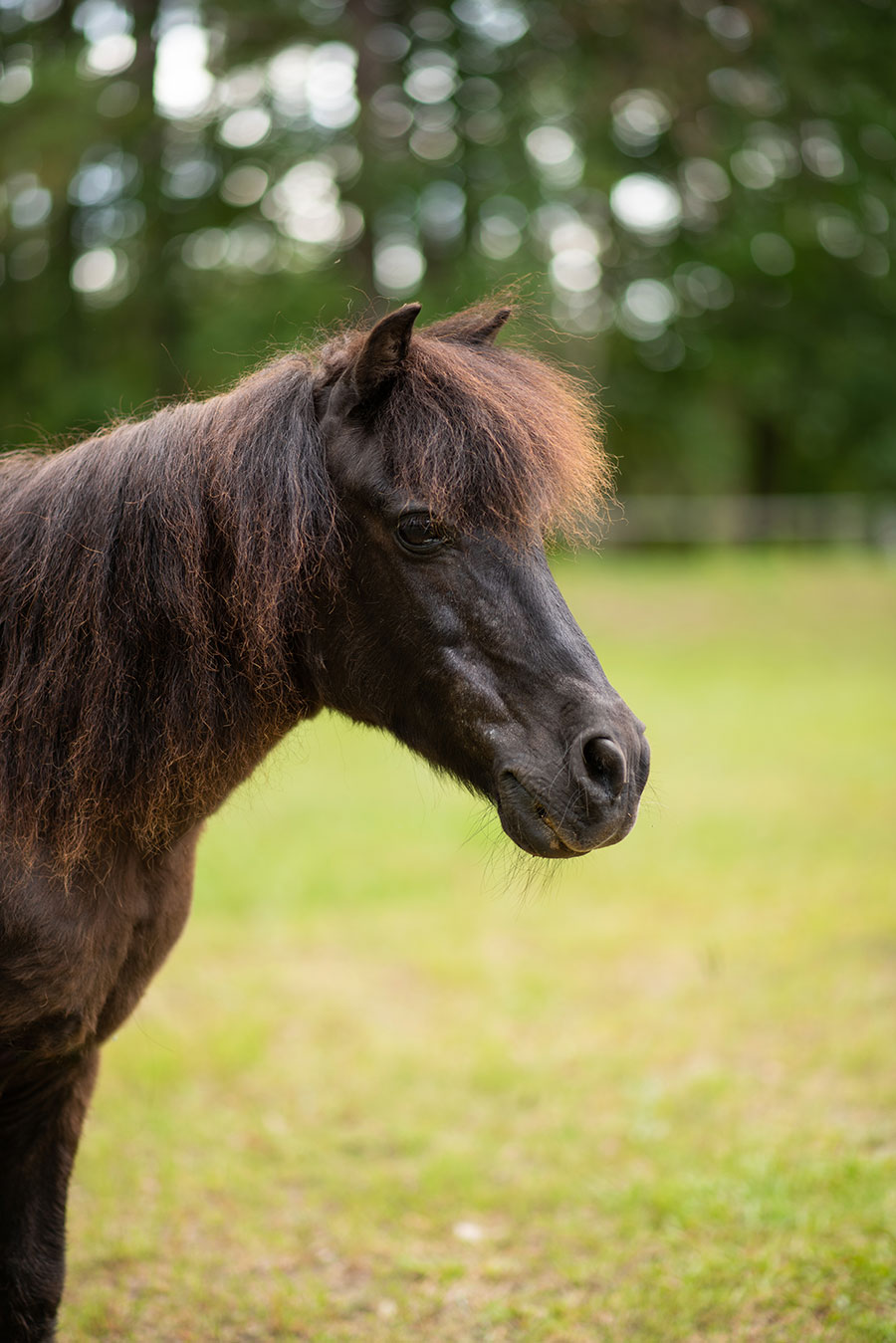 Photo of Higbee, a horse at Faith Equestrian Therapeutic Center