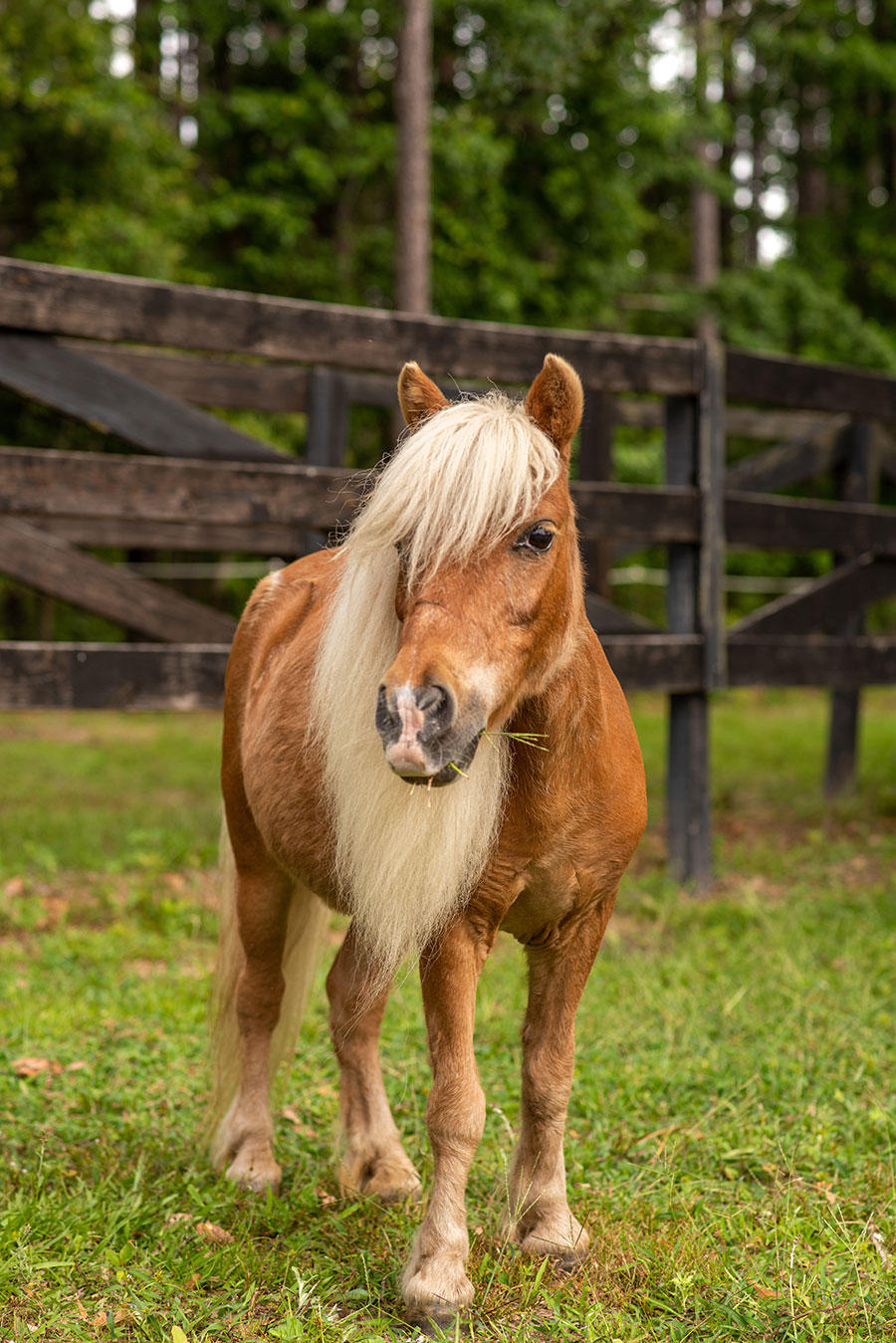 Photo of Jazzy, a horse at Faith Equestrian Therapeutic Center