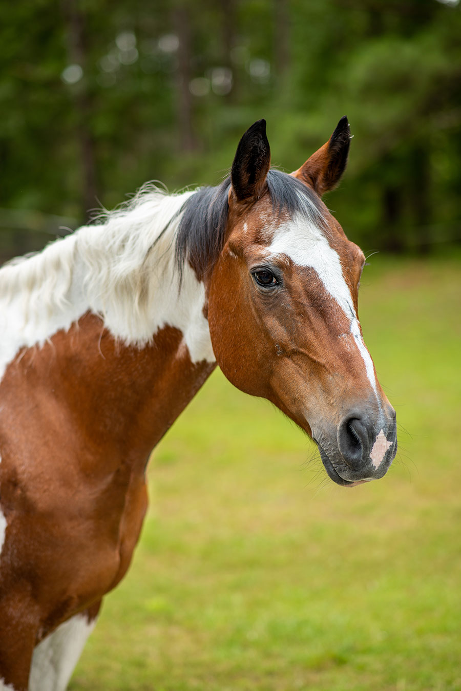 Photo of Jetta, a horse at Faith Equestrian Therapeutic Center