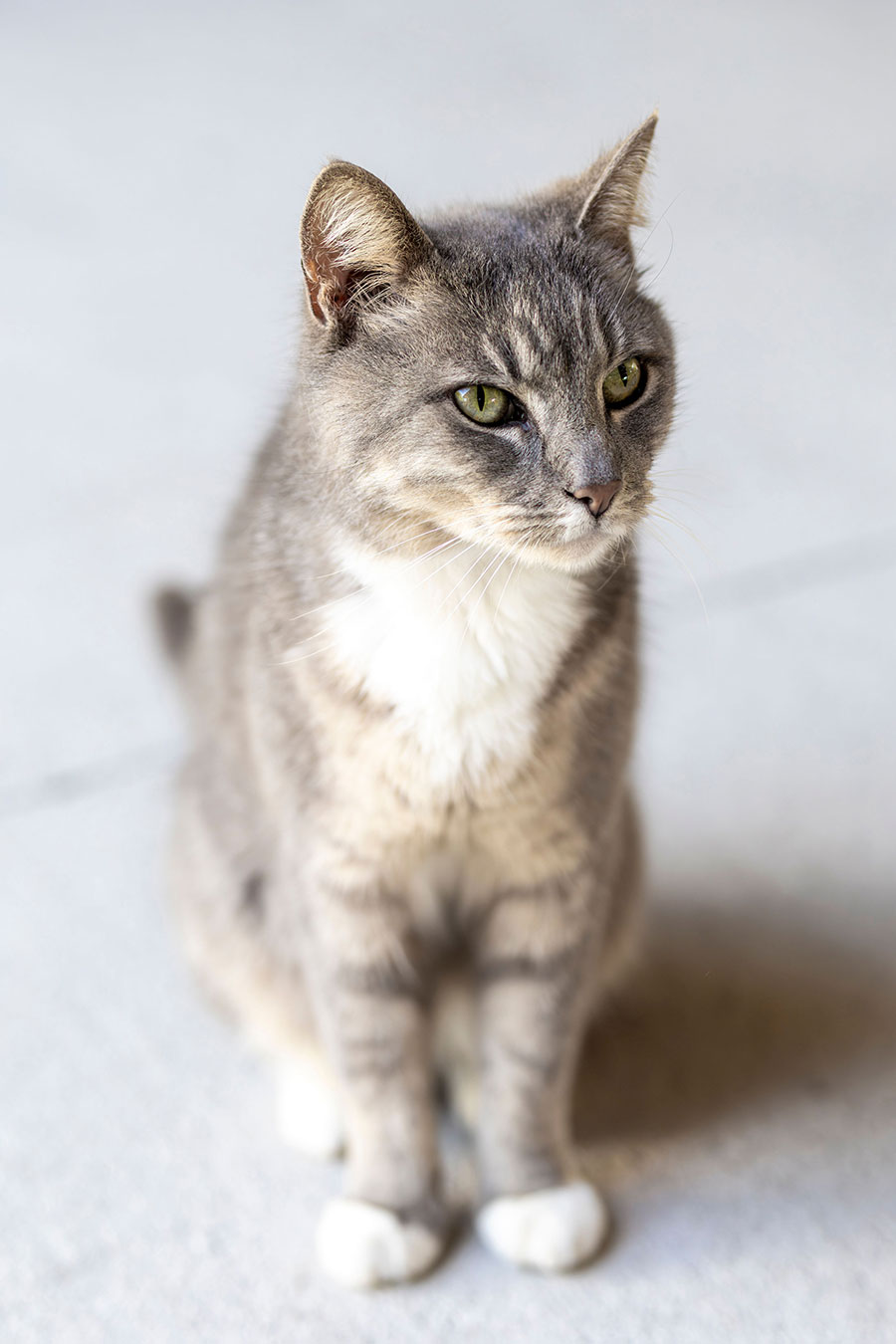Photo of Lettie, a resident feline at Faith Equestrian Therapeutic Center