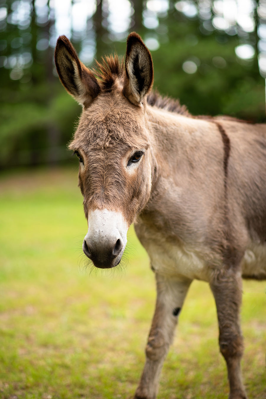 Photo of Mr. Ears, a part of the herd at Faith Equestrian Therapeutic Center