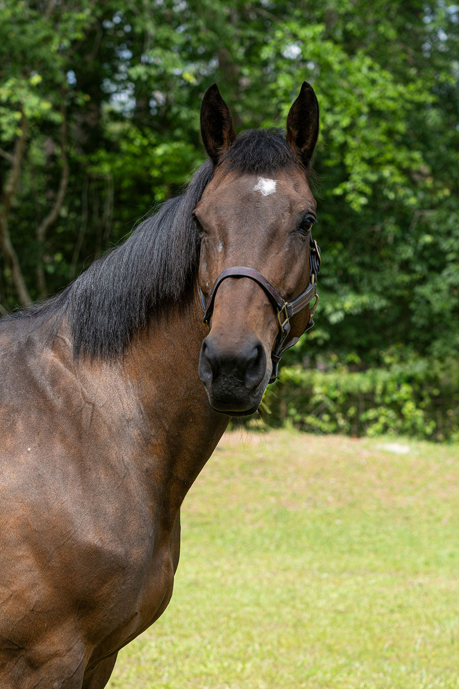 Photo of Nala, a horse at Faith Equestrian Therapeutic Center