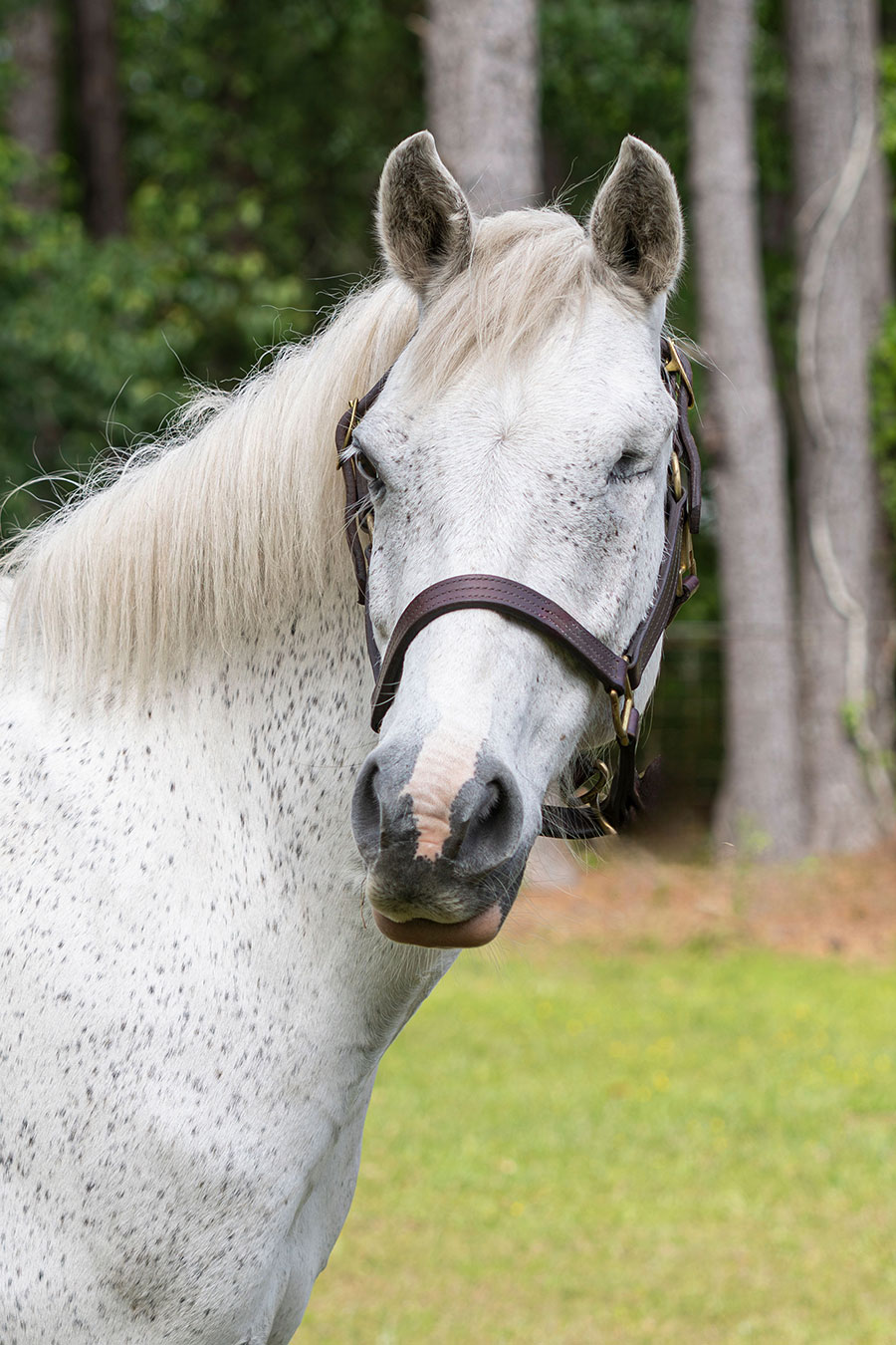 Photo of Primrose, a horse at Faith Equestrian Therapeutic Center