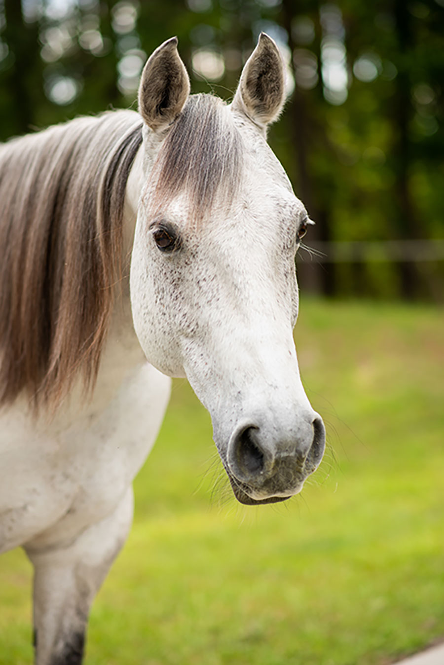 Photo of RJ, a horse at Faith Equestrian Therapeutic Center