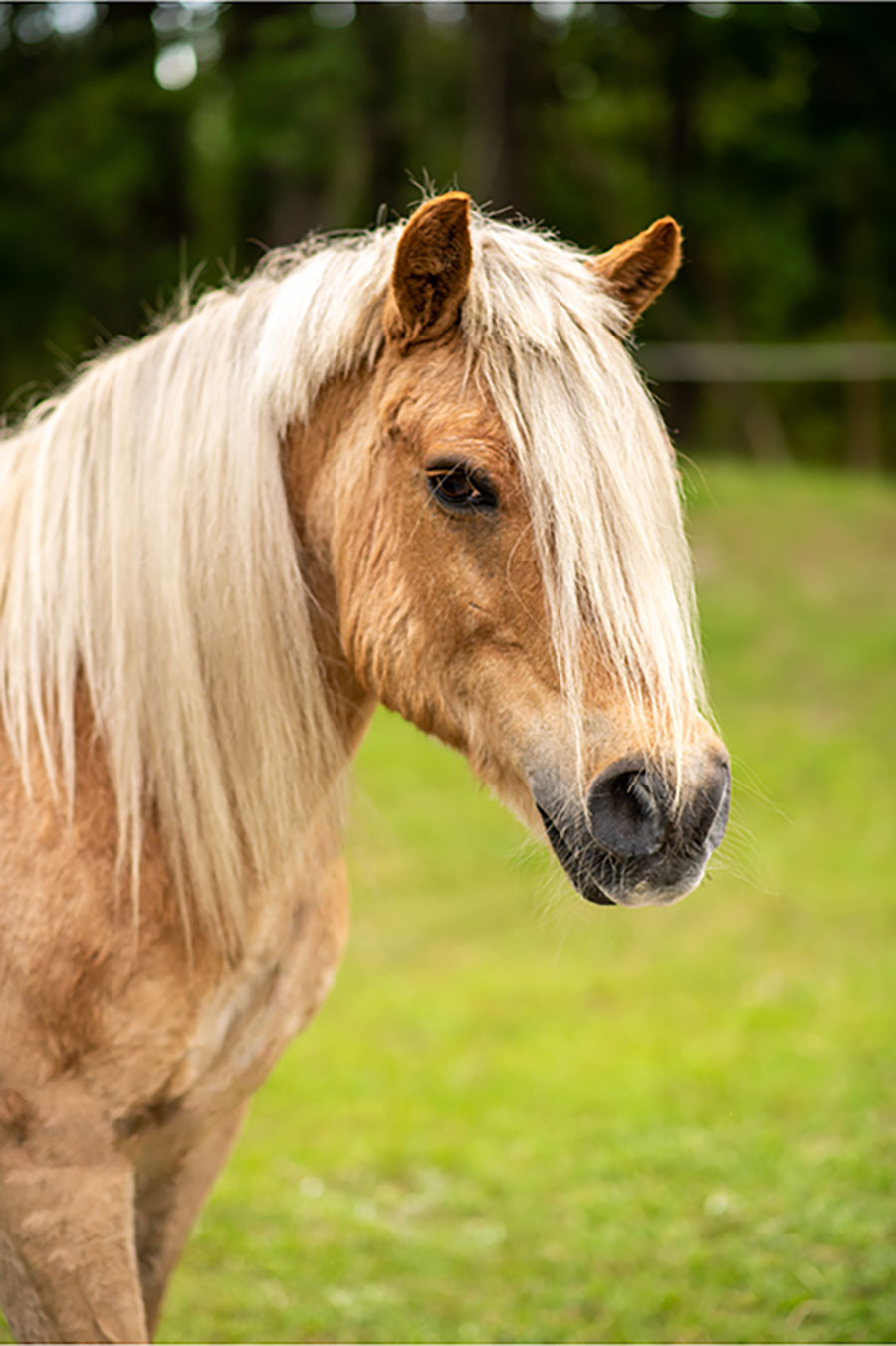 Photo of Teddy, a horse at Faith Equestrian Therapeutic Center