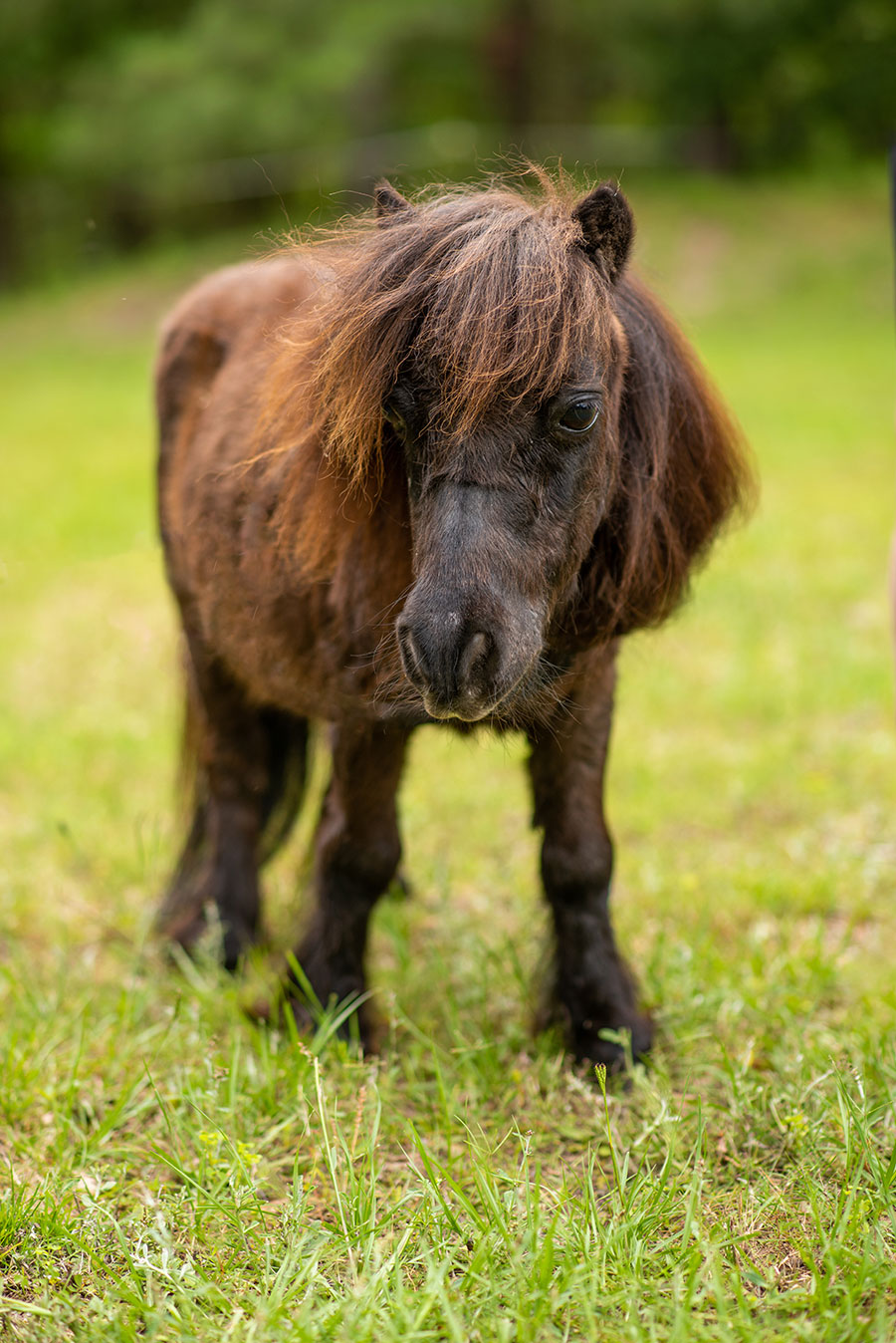 Photo of Tiny, a horse at Faith Equestrian Therapeutic Center