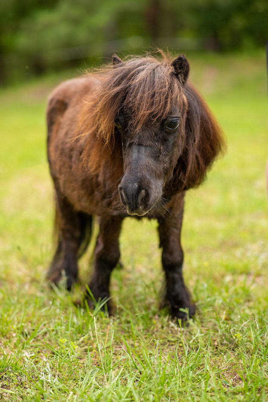 Photo of Tiny, a horse at Faith Equestrian Therapeutic Center