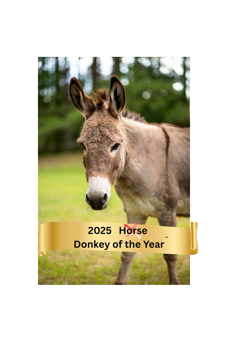 Photo of Mr. Ears, 2025 Donkey of the year and a part of the herd at Faith Equestrian Therapeutic Center
