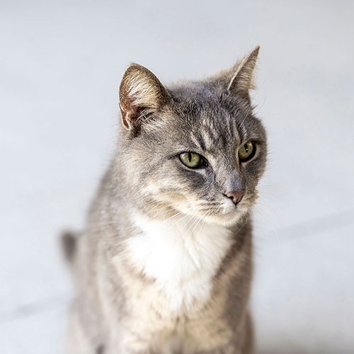 photo of Lettie