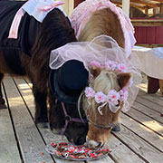 two horses eating from same feed dish