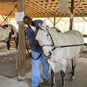 a hero working with a horse at Faith Equestrian Therapeutic Center